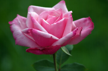 Pink Garden Rose