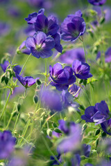 Himalayan Crane's Bill