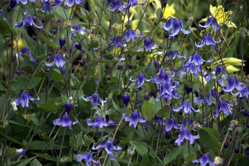 Solitary Virgin's Bower