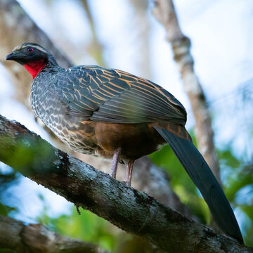 ave, animais, natureza, bico, fauna, in&oacute;spito, vermelho, papagaio-do-mar, pena, colorido, ave, negro, pena, laranja, branco, verde, ex&oacute;tica, tentilh&atilde;o, papagaio, avian, jacu