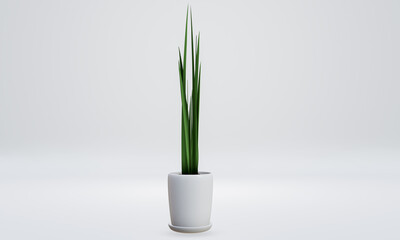 Green air purifying tree Tree , planted white ceramic pot isolated on white background. 3D Rendering  Illustration.