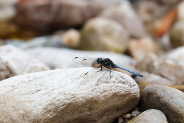 Cape Skimmer Dragonfly On River Rock (Orthetrum julia capicola), Mossel Bay, South Africa