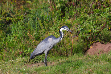 Black-headed Heron Bird With Caught Snake (Ardea melanocephala), Mossel Bay, South Africa
