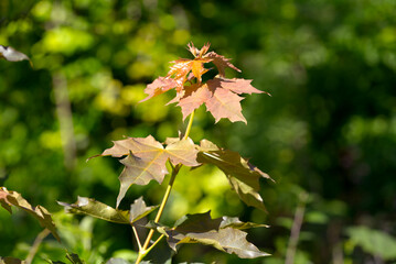 Green and red leaves of maple tree in bright sunlight at City of Zürich on a sunny summer day. Photo taken June 11th, 2022, Zurich, Switzerland.