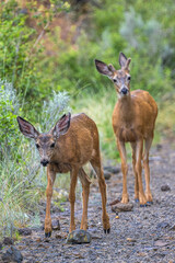 Two Mule Deers (Odocoileus hemionus) on a Leisurely Walk.