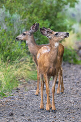Two Mule Deers (Odocoileus hemionus) on a Leisurely Walk.