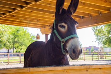 Close up shot of donkey in Old City Park