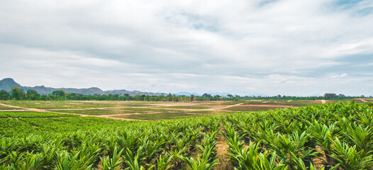 Landscape of oil palm seedling