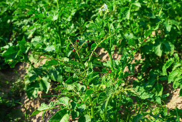 Colorado beetles on potato leaves in the field. Pests eat the harvest. Selective focus.
