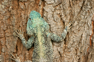 Southern Tree Agama, Kruger National Park, South Africa