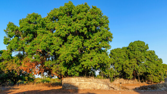 Manguiers &agrave; Madagascar