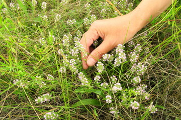 woman gathers wild thyme medicinal plant in the field