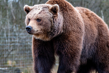 Obraz premium Close up big brown bear in spring forest