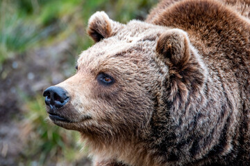 Close up big brown bear in spring forest
