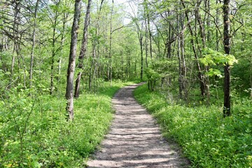 Fototapeta na wymiar The empty trail in the woods on a sunny day.