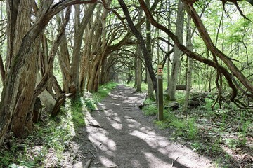 The hiking trail underneath the branches of the trees.