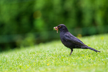 a blackbird, turdus merula, with worm in your beak