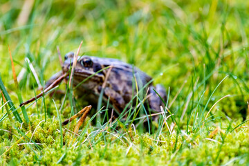 A common frog, Rana temporaria, hiding between the green gras and moss in Ireland