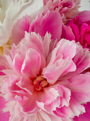 fresh bright blooming peonies flowers with dew drops on petals