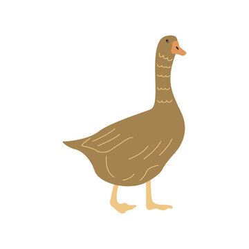 Cute brown goose. Household bird, farming. Poultry. Vector hand drawn colorful isolated. Rural animal