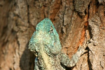 Southern Tree Agama, Kruger National Park, South Africa