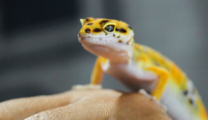 The appearance of a beautiful yellow ornamental gecko