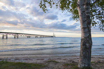 Fototapeta na wymiar Birch tree on the beach with Mackinac Bridge in background, Michigan, USA