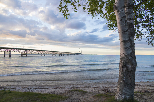 Birch tree on the beach with Mackinac Bridge in background, Michigan, USA