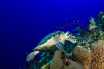 A hawksbilll turtle eats some sponge on a deep underwater structure called a wall. tropical deep blue water makes up the background
