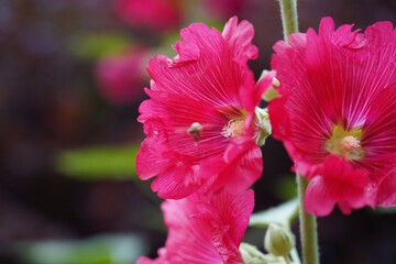red hibiscus flower