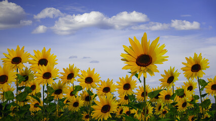 sunflower field in sun light clouds sky big yellow flowers 3D illustration