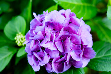 blue hydrangea flower