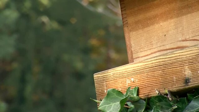 Mehrere Blaumeisen holen hintereinander Futter vom Vogelh&auml;uschen