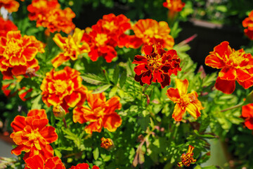 Fototapeta premium Orange apricot flowers in detail.