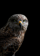 Portrait of a Buzzard