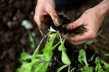 Female Hands planting Salad Crops in Soil Close up
