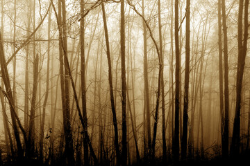 blurred photo of a mysterious foggy landscape with trees in a forest, mysterious mystical concept