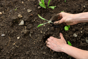 Female Hands planting Salad Crops in Soil Close up