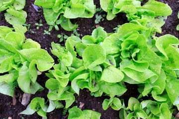 Organic Salad Growing in a Domestic garden High Angle View Full Frame