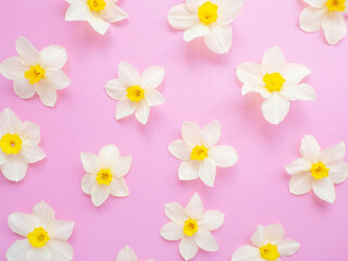 gentle background with flowers of daffodils. Template for greeting card, invitation.copy space