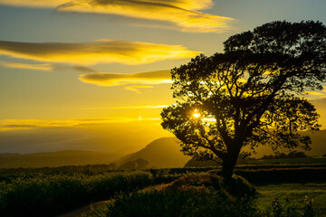 Fototapeta na wymiar Sunsets streaming through a tree with Farleton Knott in the background, Heversham, UK