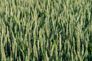 A large field of spikelets of green wheat