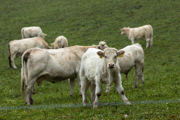 Fototapeta na wymiar Cows on Pasture in Slovenia