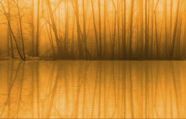 blurred photo of mysterious yellow foggy landscape, forest, warm light illuminates leafless trunks of deciduous trees, mystical, autumn mood, panorama, background for the designer concept