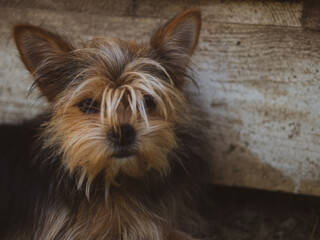 tired yorkshire terrier lay down in the shade on the street