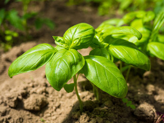 green basil on the beds in the garden close-up - obrazy, fototapety, plakaty
