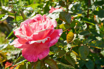 różowa róża 