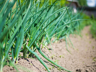 planting green onions in a farmer's vegetable garden close-up