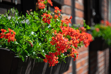 Fototapeta na wymiar Red geranium in a flower pot on the windowsill
