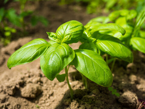 green basil on the beds in the garden close-up